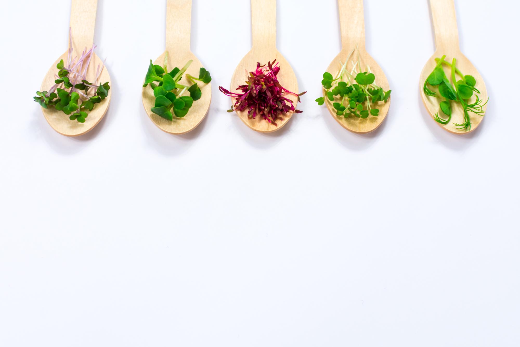 Close-up of plated starter
